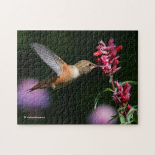 Quebra-cabeça Rufous Hummingbird alimentando-se no sanduíche da