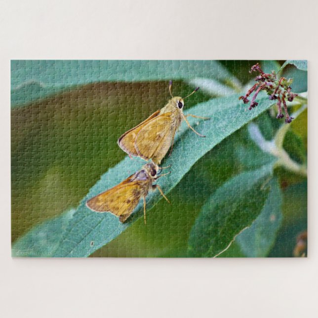 Quebra-cabeça Sachem (Atalopedes campestris) (Horizontal)