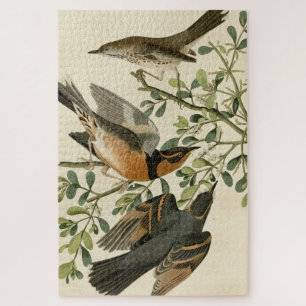 Quebra-cabeça Sage Thrasher e Varied Thrush, Aves de Audubon