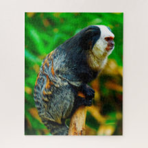 Sagui-de-cabeça-branca.