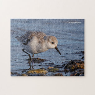 Quebra-cabeça Sanderling Sandpiper Stroling na costa
