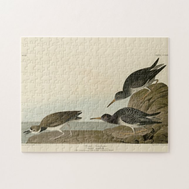 Quebra-cabeça Sandpiper Roxo das Aves da América de Audubon (Horizontal)