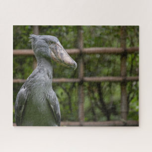 Quebra-cabeça Sapato (Balaeniceps rex)