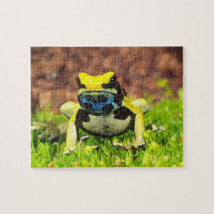 Quebra-cabeça Sapo Venenoso Tingente, Dendrobates tinctorius,