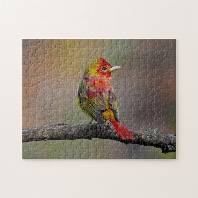 Quebra-cabeça Scarlet Tanager Molting - Fotografia original (Horizontal)