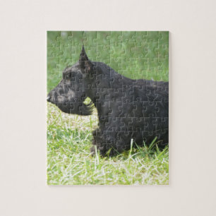 Quebra-cabeça Scottish bonito Terrier
