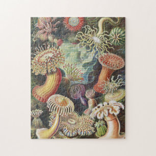 Quebra-cabeça Sea Anemones, Actiniae Seeanemonen Ernst Haeckel