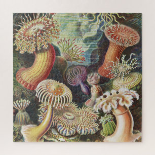 Quebra-cabeça Sea Anemones, Actiniae Seeanemonen Ernst Haeckel