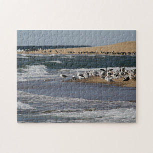Quebra-cabeça Seascape de Cape Cod com pássaros de costa