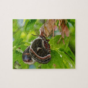 Quebra-cabeça Seda Moth