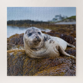 Quebra-cabeça Selo Tranquilo na Linha Costeira