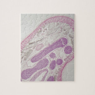 Quebra-cabeça Sem-fim parasítico do nemátodo (sp das ascáridas.)