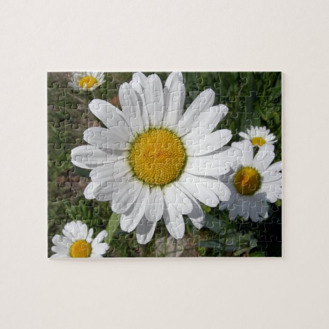 Quebra-cabeça Shasta Daisy (Chrysanthemum maximum) (Horizontal)
