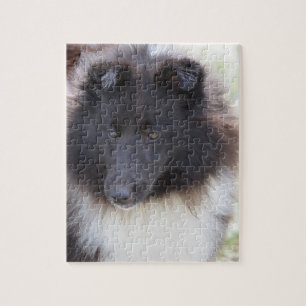 Quebra-cabeça Sheltie adorável