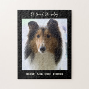 Quebra-cabeça Shetland Sheepdog Photo Dog Breed