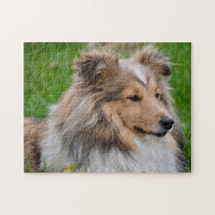 Quebra-cabeça Shetland Sheepdog - Sheltie Dog