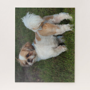 Quebra-cabeça Shih Tzu