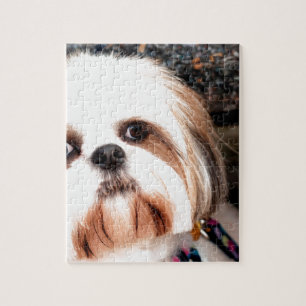 Quebra-cabeça Shih Tzu