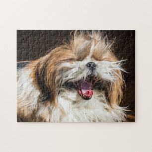 Quebra-cabeça Shih tzu bocejando rindo engraçado