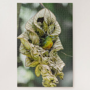 Quebra-cabeça Shy Bird, Eufonia Oleícola