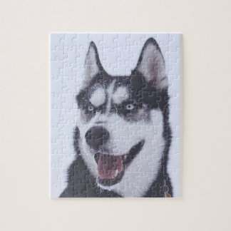 Quebra-cabeça Siberian Husky