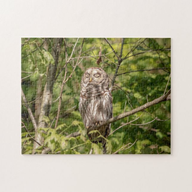 Quebra-cabeça Sleepy Barred Owl (Horizontal)