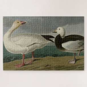 Quebra-cabeça Snow Goose from Audubon's Birds of America