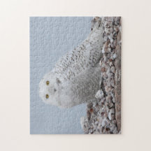 Snowy Owl nas conchas