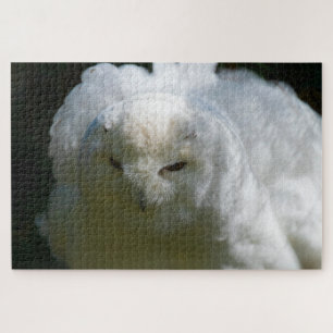 Quebra-cabeça Snowy Owl vai ao chão com um pássaro super desafia