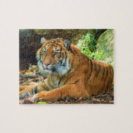 Quebra-cabeça solene do tigre