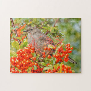 Quebra-cabeça Solitaire Songbird do município em Pyracantha