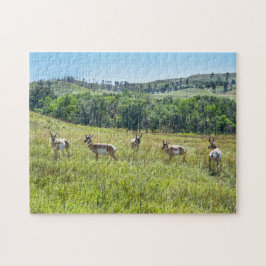 Quebra-cabeça Solteiro Pronghorn Antelopes, Dakota do Sul