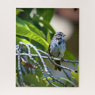 Quebra-cabeça Song Sparrow