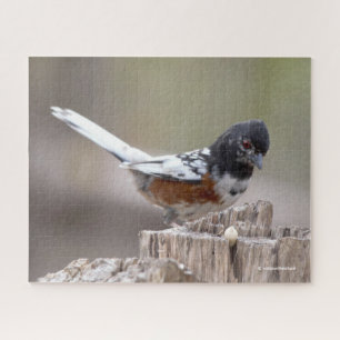 Quebra-cabeça Songbird Leucístico Spotted Towhere Songbird em S