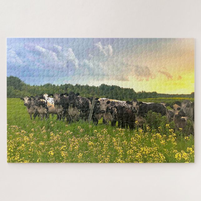 Quebra-cabeça Speckle Park Cattle Sob Chá De Chuva, Céu Sunset (Horizontal)