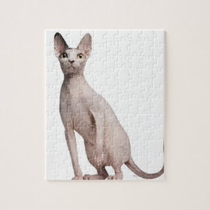 Quebra-cabeça Sphynx (13 meses velho)