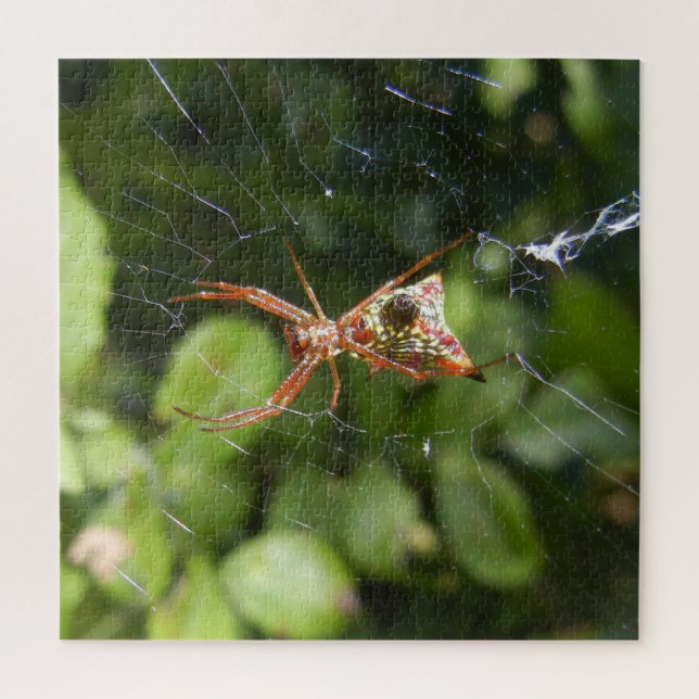 Quebra-cabeça Spider on Web Arachnid Insect Macro Nature Photo (Vertical)