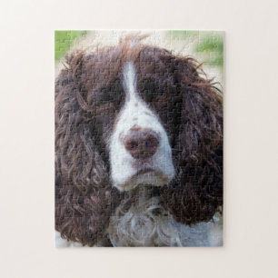 Quebra-cabeça springer inglês spaniel.png