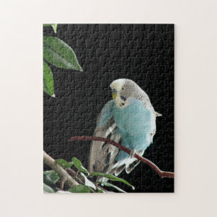Quebra-cabeça Sr. Jill Budgie Confusão