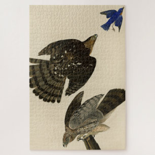 Quebra-cabeça Stanley (Cooper's) Hawk Audubon's Birds of America