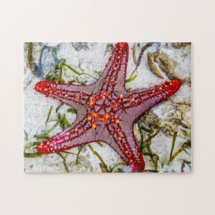 Quebra-cabeça Starfish, Zanzibar, Tanzânia