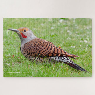 Quebra-cabeça Stunning Northern Flicker Foraging in the Grass