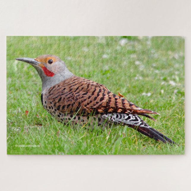 Quebra-cabeça Stunning Northern Flicker Foraging in the Grass (Horizontal)