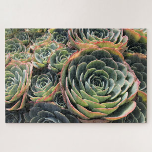 Quebra-cabeça Succulent De Echeveria Imbricata Verde Colorido