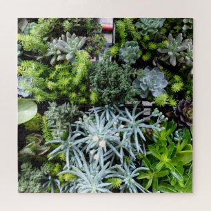 Quebra-cabeça Succulents Puzzle Cactus Plants Difficult