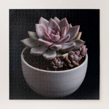 Suculenta