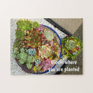 Quebra-cabeça Suculentos em Planter
