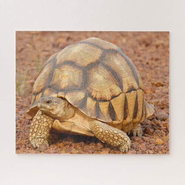 Quebra-cabeça Sulcata Tortoise (Horizontal)