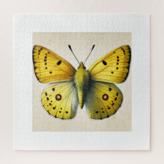 Quebra-cabeça Sulfur butterfly Colias 130924IREF208 - Watercolor