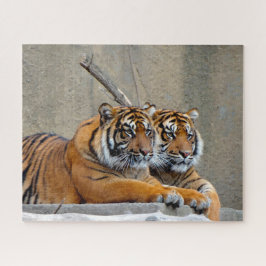 Quebra-cabeça Sumatran Tiger. Grandes Gatos.